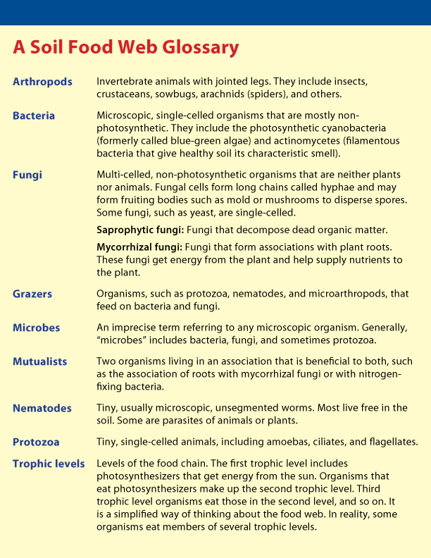 Soil food web glossary