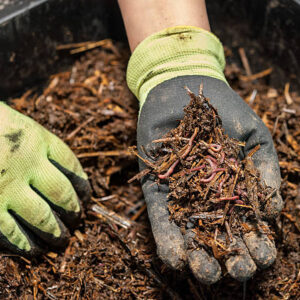 Vermicompost